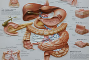 소화기계해부도