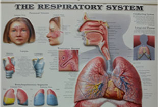 호흡기계해부도